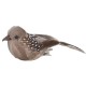 Διακοσμητικά Nature Birds με μεταλλική πιάστρα 3τεμ Διακοσμητικά Nature Birds με μεταλλική πιάστρα 3τεμ