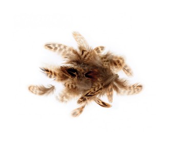 Φτερά φασιανού 3-6cm  3gr Φτερά φασιανού 3-6cm  3gr