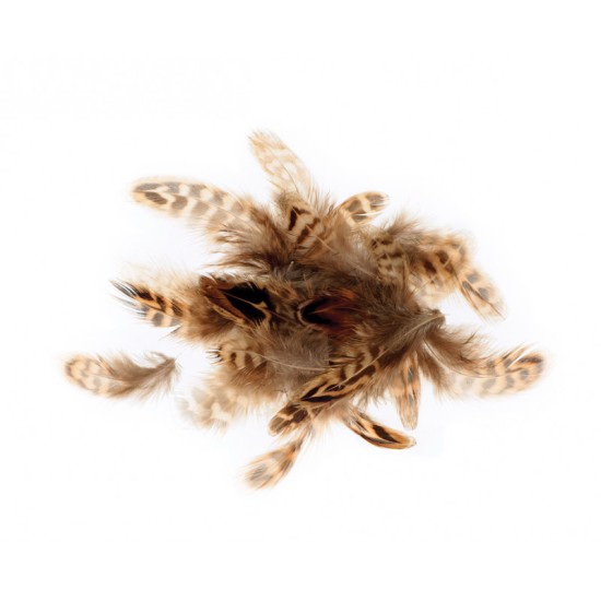 Φτερά φασιανού 3-6cm 3gr Φτερά φασιανού 3-6cm 3gr