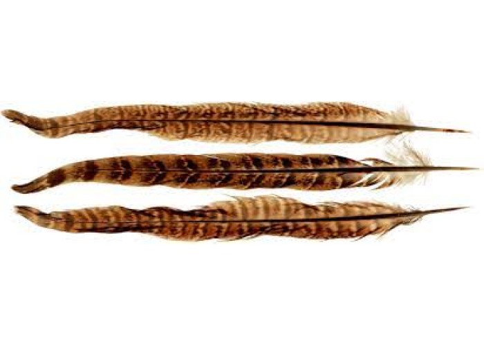 Φτερά Φασιανού σετ 6τμχ 25-30cm
