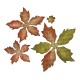 Bigz Die - Tattered Poinsettia Bigz Die - Tattered Poinsettia