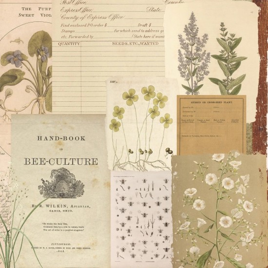 Σετ Χαρτόνια Χειροτεχνίας Creative Expressions • Shabby Botanicals 20cm x 20cm 24Φ 150gsm Σετ Χαρτόνια Χειροτεχνίας Creative Expressions • Shabby Botanicals 20cm x 20cm 24Φ 150gsm