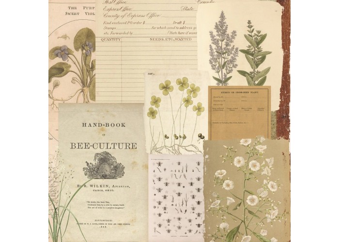 Σετ Χαρτόνια Χειροτεχνίας Creative Expressions • Shabby Botanicals 20cm x 20cm 24Φ 150gsm Σετ Χαρτόνια Χειροτεχνίας Creative Expressions • Shabby Botanicals 20cm x 20cm 24Φ 150gsm