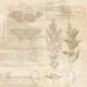 Σετ Χαρτόνια Χειροτεχνίας Creative Expressions • Shabby Botanicals 20cm x 20cm 24Φ 150gsm