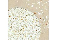 EMBOSS ENAMEL SHABBY WHITE 17gr EMBOSS ENAMEL SHABBY WHITE 17gr