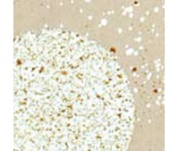 EMBOSS ENAMEL SHABBY WHITE 17gr EMBOSS ENAMEL SHABBY WHITE 17gr