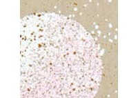 EMBOSS ENAMEL SHABBY PINK EMBOSS ENAMEL SHABBY PINK