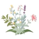 Sizzix Thinlits Die Set 8PK Spring Stems by Olivia Rose
