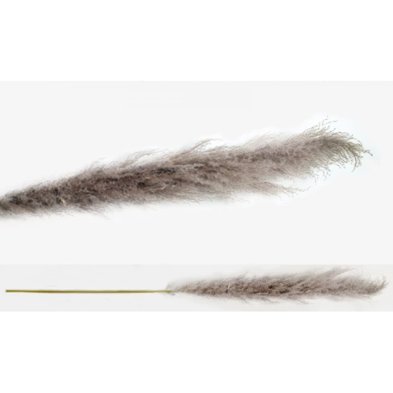 PAMPAS ΦΥΣΙΚΟ VINTAGE 150cm