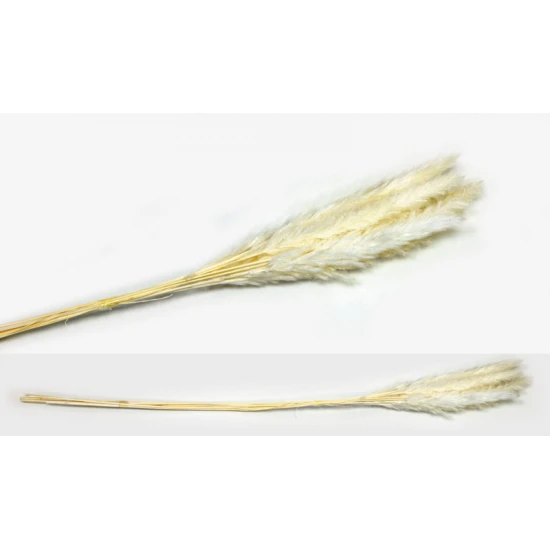 PAMPAS  70cm