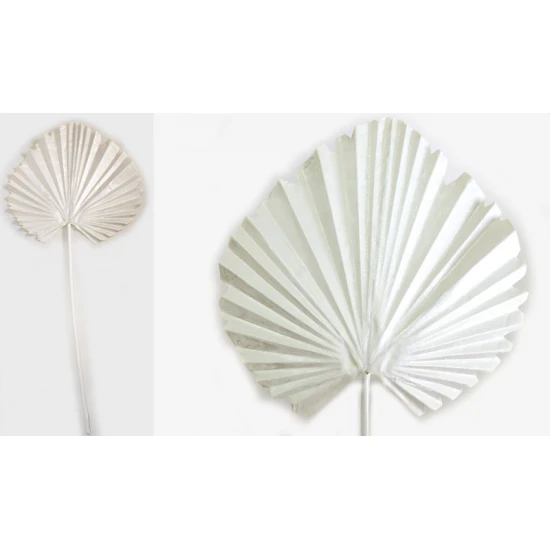 ΦΥΛΛΟ ΦΟΙΝΙΚΑ ΛΕΥΚΟ 15cm x 60cm