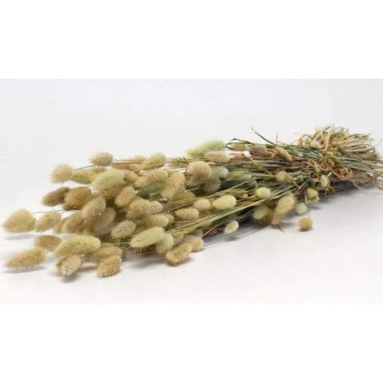 LAGURUS 70cm