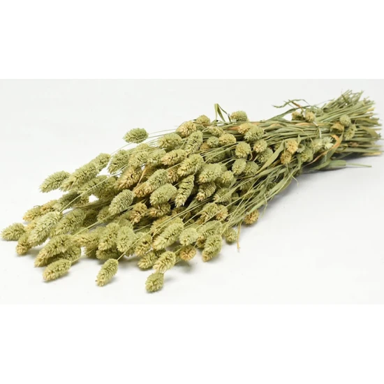 PHALARIS 70cm