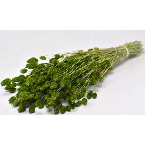 PHALARIS  70cm