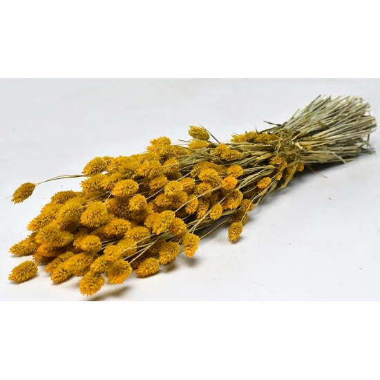 PHALARIS 70cm